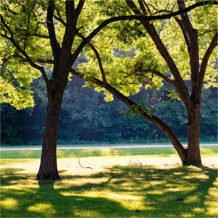 TREE CANOPY